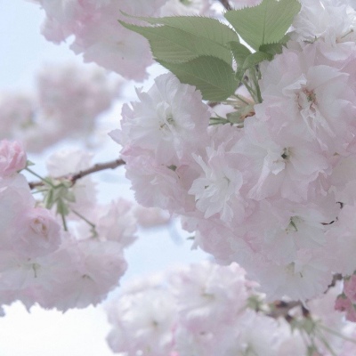 昌平福瑞交流群